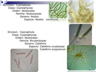 Division: Cyanophyta 
Clase: Cyanophycea 
Orden: Nostocales 
Familia: Nostocaceae 
Genero: Nostoc 
Especie: Nostoc commune 
Division: Cyanophyta 
Clase: Cyanophycea 
Orden: Nostocales 
Familia: Rivulariaceae 
Genero: Calothrix 
Especie: Calothrix crustaceae 
Calothrix scopulorum 
 