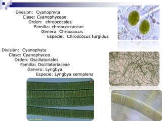Division: Cyanophyta 
Clase: Cyanophyceae 
Orden: chroococales 
Familia: chroococcaceae 
Genero: Chroococus 
Especie: Chroococus turgidus 
División: Cyanophyta 
Clase: Cyanophycea 
Orden: Oscillatoriales 
Familia: Oscillatoriaceae 
Genero: Lyngbya 
Especie: Lyngbya semiplena 
 