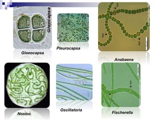 Gloeocapsa 
Pleurocapsa 
Anabaena 
Nostoc 
Oscillatoria 
Fischerella 
 