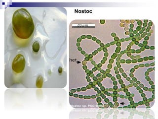 Nostoc 
 