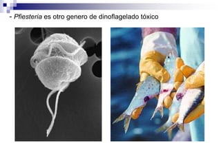 - Pfiesteria es otro genero de dinoflagelado tóxico 
 