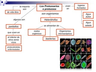 Los Protozoarios 
o protozoos 
son organismos 
viven 
en 
lugares 
húmedos 
Agua 
dulce 
Agua 
salada 
Heterótrofos 
de vida libre 
parásitos 
la mayoría 
son 
se alimentan de 
bacterias 
restos 
orgánicos 
Organismos 
microscópicos 
algunos son 
que viven en 
el interior de 
otros seres 
vivos 
produciéndoles 
enfermedades 
 