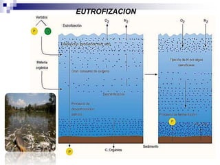 EUTROFIZACION 
 