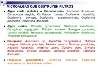 MICROALGAS QUE OBSTRUYEN FILTROS 
 Algas verde azuladas o Cianobacterias: Anabaena flos-aquae, 
Chroococcus trugidis, Oscillatoria ornata, Oscillatoria amphibia, 
Oscillatoria princeps, Oscillatoria pseudogeminata, Oscillatoria 
rubescens, Oscillatoria splendida. 
 Algas verdes: Chlorella pyrenoidosa, Closterium moniliferum, 
Cladophora aegagropila, Palmella mucosa, Spirogyra porticales, 
Ulothrix variabilis, Mougeotia sphaerocarpa, Hydrodictium reticulatum, 
Tribonema bombycinum. 
 Diatomeas: Aulacoseira sp, Cyclotella mengehiniana, Diatoma 
vulagare, Melosira granulata, Melosira varians, Navícula graciloides, 
Navícula lanceolata, Nitzschia palea, Synedra acus, Synedra 
delicatissima, Synedra pulchella, tabellaria fenestrata, Tabellaria 
flocculosa. 
 Flagelados pigmentados: Dinobryon sertularia, Peridinium 
wisconsinense, Trachelomas crebea. 
 