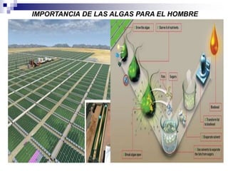 IMPORTANCIA DE LAS ALGAS PARA EL HOMBRE 
Ecotecnologias 
 