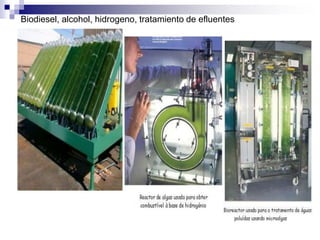 Biodiesel, alcohol, hidrogeno, tratamiento de efluentes 
 