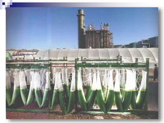 Clase 5 algas_protozoos