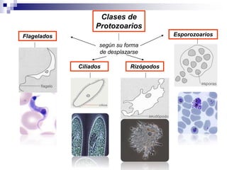 Clases de 
Protozoarios 
según su forma 
de desplazarse 
Ciliados 
Flagelados 
Rizópodos 
Esporozoarios 
 