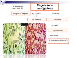 Flagelados o 
mastigóforos 
se desplazan 
por medio de 
Látigos o flagelos algunos son 
parásitos 
ejemplo 
tripanosoma 
que causa 
la enfermedad del sueño 
de vida libre 
otros son 
 