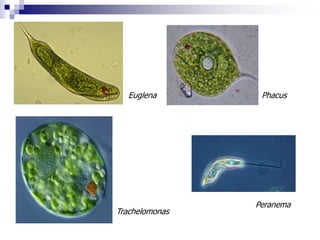 Euglena Phacus 
Peranema 
Trachelomonas 
 