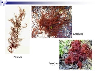Algas tóxicas 
- Dinoflagelados tóxicos 
 Pueden originar densas suspensiones denominadas florescimentos, de 
coloracion ...