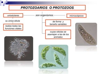 PROTOZOARIOS O PROTOZOOS 
son organismos 
unicelulares microscópicos 
de forma y 
tamaño variables 
su única célula 
reali...