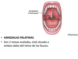 • AMIGDALAS PALATINAS
• Son 2 masas ovaladas, está situada a
ambos lados del istmo de las fauces.
 