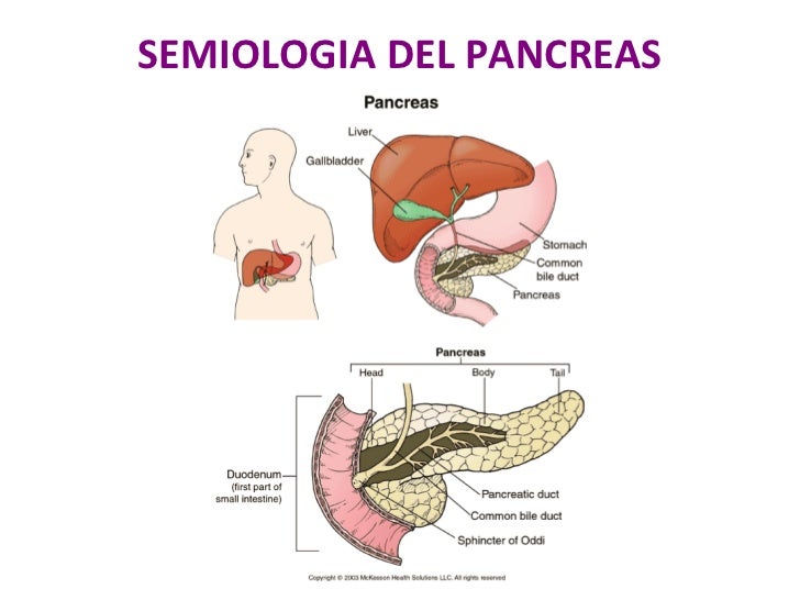 Sintomas Del Pancreas Related Keywords - Sintomas Del Sintomas Del Pancreas Related Keywords - Sintomas Del