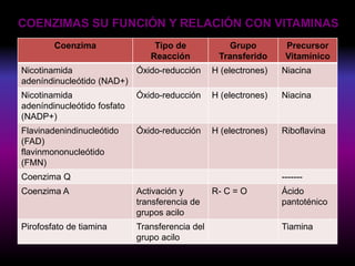 COENZIMAS SU FUNCIÓN Y RELACIÓN CON VITAMINAS
Coenzima Tipo de
Reacción
Grupo
Transferido
Precursor
Vitamínico
Nicotinamida
adeníndinucleótido (NAD+)
Óxido-reducción H (electrones) Niacina
Nicotinamida
adeníndinucleótido fosfato
(NADP+)
Óxido-reducción H (electrones) Niacina
Flavinadenindinucleótido
(FAD)
flavinmononucleótido
(FMN)
Óxido-reducción H (electrones) Riboflavina
Coenzima Q -------
Coenzima A Activación y
transferencia de
grupos acilo
R- C = O Ácido
pantoténico
Pirofosfato de tiamina Transferencia del
grupo acilo
Tiamina
 