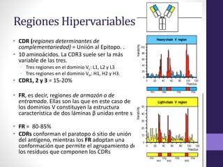 Cd R Variable Region Curso Inmunologia 05 Linfocitos B y Anticuerpos | PPTX