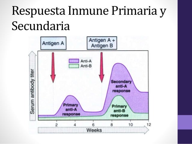 Respuesta Primaria Y Secundaria De Los Anticuerpos es.slideshare.net