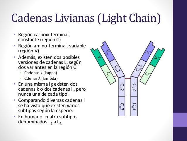 tipos de cadenas ligeras anticuerpos curso inmunologia 05 linfocitos b y anticuerpos tipos de cadenas ligeras anticuerpos curso inmunologia 05 linfocitos b y anticuerpos