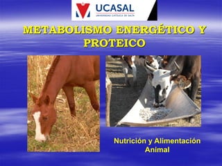 METABOLISMO ENERGÉTICO Y
PROTEICO
Nutrición y Alimentación
Animal
 