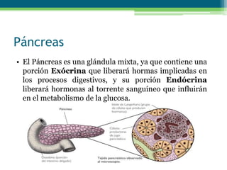 Páncreas
• El Páncreas es una glándula mixta, ya que contiene una
porción Exócrina que liberará hormas implicadas en
los procesos digestivos, y su porción Endócrina
liberará hormonas al torrente sanguíneo que influirán
en el metabolismo de la glucosa.
 