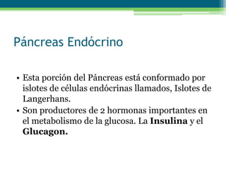 Páncreas Endócrino
• Esta porción del Páncreas está conformado por
islotes de células endócrinas llamados, Islotes de
Langerhans.
• Son productores de 2 hormonas importantes en
el metabolismo de la glucosa. La Insulina y el
Glucagon.
 