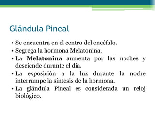 Glándula Pineal
• Se encuentra en el centro del encéfalo.
• Segrega la hormona Melatonina.
• La Melatonina aumenta por las noches y
desciende durante el día.
• La exposición a la luz durante la noche
interrumpe la síntesis de la hormona.
• La glándula Pineal es considerada un reloj
biológico.
 