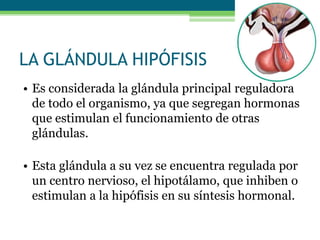 LA GLÁNDULA HIPÓFISIS
• Es considerada la glándula principal reguladora
de todo el organismo, ya que segregan hormonas
que estimulan el funcionamiento de otras
glándulas.
• Esta glándula a su vez se encuentra regulada por
un centro nervioso, el hipotálamo, que inhiben o
estimulan a la hipófisis en su síntesis hormonal.
 