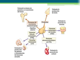 Clase 5 morfologia sistema endocrino