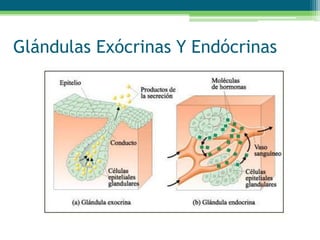 Glándulas Exócrinas Y Endócrinas
 