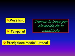 Masetero
 Temporal

Cierran la boca por
elevación de la
mandíbula

 Pterigoideo medial, lateral

 