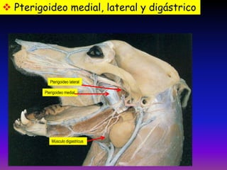  Pterigoideo medial, lateral y digástrico

Pterigoideo lateral
Pterigoideo medial

Músculo digastricus

 