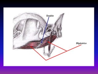 Tendón

Digástrico

 