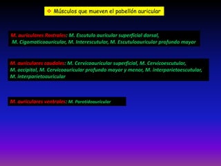  Músculos que mueven el pabellón auricular

M. auriculares Rostrales: M. Escutulo auricular superficial dorsal,
M. Cigomaticoauricular, M. Interescutular, M. Escutuloauricular profundo mayor

M. auriculares caudales: M. Cervicoauricular superficial, M. Cervicoescutular,
M. occipital, M. Cervicoauricular profundo mayor y menor, M. interparietoescutular,
M. interparietoauricular

M. auriculares ventrales: M. Parotidoauricular

 