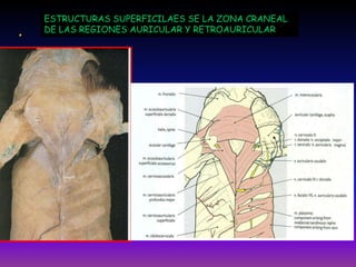 .

ESTRUCTURAS SUPERFICILAES SE LA ZONA CRANEAL
DE LAS REGIONES AURICULAR Y RETROAURICULAR

 