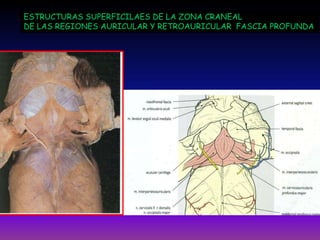 ESTRUCTURAS SUPERFICILAES DE LA ZONA CRANEAL
DE LAS REGIONES AURICULAR Y RETROAURICULAR FASCIA PROFUNDA

 