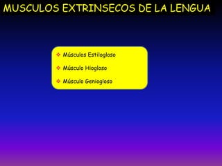 MUSCULOS EXTRINSECOS DE LA LENGUA

 Músculos Estilogloso
 Músculo Hiogloso

 Músculo Geniogloso

 