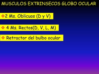 MUSCULOS EXTRINSECOS GLOBO OCULAR
2 Ms. Oblicuos (D y V)
 4 Ms. Rectos(D, V, L, M)

 Retractor del bulbo ocular

 