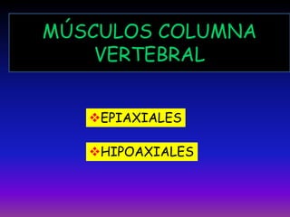MÚSCULOS COLUMNA
VERTEBRAL
EPIAXIALES
HIPOAXIALES

 
