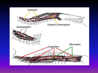 Espinales

Espinal y Semiespinal
Semiespinales

Iliocostales
Longísimos

 