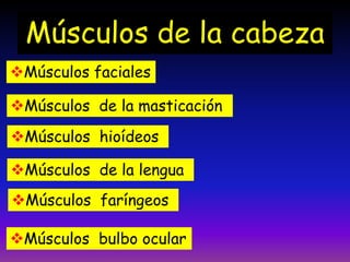 Músculos de la cabeza
Músculos faciales

Músculos de la masticación
Músculos hioídeos
Músculos de la lengua

Músculos faríngeos
Músculos bulbo ocular

 