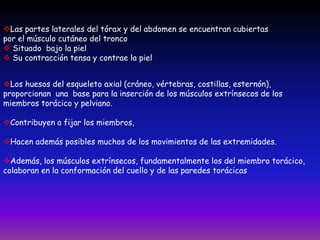 Las partes laterales del tórax y del abdomen se encuentran cubiertas
por el músculo cutáneo del tronco
 Situado bajo la piel
 Su contracción tensa y contrae la piel
Los huesos del esqueleto axial (cráneo, vértebras, costillas, esternón),
proporcionan una base para la inserción de los músculos extrínsecos de los
miembros torácico y pelviano.
Contribuyen a fijar los miembros,
Hacen además posibles muchos de los movimientos de las extremidades.

Además, los músculos extrínsecos, fundamentalmente los del miembro torácico,
colaboran en la conformación del cuello y de las paredes torácicas

 