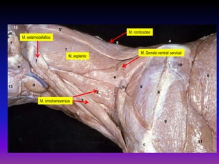 M. romboideo
M. esternocefálico

M. esplenio

M. omotransversus

M. Serrato ventral cervical

 