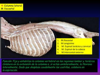  Columna lateral
M iliocostal

1.
2.
3.
4.
5.

M.Iliocostal
M Longisimo
M. Espinal torácico y cervical
M. Espinal de la cabeza
M.Intercostal externo

Función: Fija y estabiliza la columna vertebral en las regiones lumbar y torácica.
Colabora en la extensión de la columna o, si actúa unilateralmente, la flexiona
lateralmente. Dado que desplaza caudalmente las costillas, colabora en
la espiración.

 