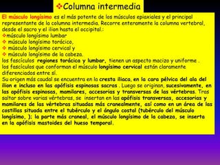 Columna intermedia
El músculo longísimo es el más potente de los músculos epiaxiales y el principal
representante de la columna intermedia. Recorre enteramente la columna vertebral,
desde el sacro y el ilion hasta el occipital.:
músculo longísimo lumbar
 músculo longísimo torácico,
 músculo longísimo cervical y
 músculo longísimo de la cabeza.
los fascículos regiones torácica y lumbar, tienen un aspecto macizo y uniforme .
los fascículos que conforman el músculo longísimo cervical están claramente
diferenciados entre sí.
Su origen más caudal se encuentra en la cresta iliaca, en la cara pélvica del ala del
ilion e incluso en las apófisis espinosas sacras . Luego se originan, sucesivamente, en
las apófisis espinosas, mamilares, accesorias y transversas de las vértebras. Tras
saltar sobre varias vértebras, se insertan en las apófisis transversas, accesorias y
mamilares de las vértebras situadas más cranealmente, así como en un área de las
costillas situada entre el tubérculo y el ángulo costal (tubérculo del músculo
longísimo, ); la parte más craneal, el músculo longísimo de la cabeza, se inserta
en la apófisis mastoides del hueso temporal.

 