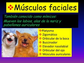 Músculos faciales
También conocido como mímicos:
Mueven los labios, alas de la nariz y
pabellones auriculares
Platysma
 Zigomático
 Orbicular de la boca
 Buccinador
 Elevador nasolabial
 Orbicular del ojo
 Músculos auriculares

 