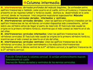 Columna intermedia
M. intertransversos derivados profundos del músculo longísimo,. Se extienden entre
apófisis transversas o también, como ocurre en el cuello, entre articulares y transversas.
presente en las regiones lumbar y torácica caudal, destaca su desarrollado en la zona
cervical, donde se reconocen tres conjuntos musculares superpuestos: Músculos
intertransversos cervicales dorsales, intermedios y ventrales.
M. intertransversos cervicales dorsales. Unen las apófisis articulares craneales con las
apófisis transversas de las vértebras cervicales dispuestas más cranealmente, saltan
sobre una vértebra antes de llegar al punto de inserción. El fascículo más caudal se
origina en la primera vértebra torácica, mientras que el más craneal se inserta en el ala
del atlas.
M. intertransversos cervicales intermedios: Unen las apófisis transversas de las
vértebras cervicales. El fascículo más caudal se origina en la primera vértebra torácica,
mientras que el más craneal se inserta en el ala del atlas.
M. intertransversos cervicales ventrales: Unen las apófisis transversas de las
vértebras cervicales. Se sitúan ventralmente a los músculos intertransversos
intermedios, entre la lámina ventral de la 6ª vértebra cervical y la apófisis transversa de
la 2ª vértebra cervical.

Función: Estabilizan la columna cervical. Si actúan unilateralmente mueven
lateralmente el cuello
Inervación: Ramos dorsales y ventrales de los nervios cervicales.

 