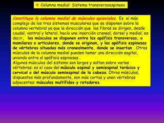  Columna medial: Sistema transversoespinoso

Constituye la columna medial de músculos epiaxiales. Es el más

complejo de los tres sistemas musculares que se disponen sobre la
columna vertebral ya que la dirección que las fibras se dirigen, desde
caudal, ventral y lateral, hacia una inserción craneal, dorsal y medial; es
decir, los músculos se disponen entre las apófisis transversas, o
mamilares o articulares, donde se originan, y las apófisis espinosas
de vértebras situadas más cranealmente, donde se insertan . Otros
músculos de la columna medial pueden tomar una dirección sagital,
uniendo entre sí apófisis espinosas .
Algunos músculos del sistema son largos y saltan sobre varias
vértebras: es el caso del músculo espinal y semiespinal torácico y
cervical o del músculo semiespinal de la cabeza. Otros músculos,
dispuestos más profundamente, son más cortos y unen vértebras
adyacentes: músculos multífidos y rotadores.

 