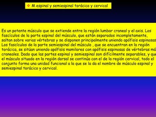  M espinal y semiespinal torácico y cervical

Es un potente músculo que se extiende entre la región lumbar craneal y el axis. Los
fascículos de la parte espinal del músculo, que están separados incompletamente,
saltan sobre varias vértebras y se disponen principalmente uniendo apófisis espinosas.
Los fascículos de la parte semiespinal del músculo , que se encuentran en la región
torácica, se sitúan uniendo apófisis mamilares con apófisis espinosas de vértebras más
craneales. Dado que las partes espinal y semiespinal son difícilmente separables, y que
el músculo situado en la región dorsal se continúa con el de la región cervical, todo el
conjunto forma una unidad funcional a la que se la da el nombre de músculo espinal y
semiespinal torácico y cervical.

 
