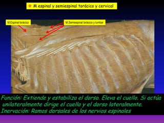  M espinal y semiespinal torácico y cervical

M.Espinal torácico

M.Semiespinal torácico y lumbar

Función: Extiende y estabiliza el dorso. Eleva el cuello. Si actúa
unilateralmente dirige el cuello y el dorso lateralmente.
Inervación: Ramos dorsales de los nervios espinales

 
