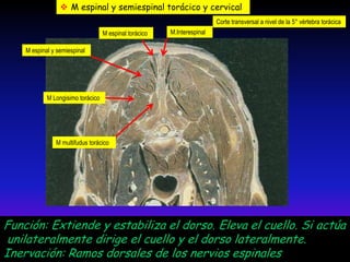  M espinal y semiespinal torácico y cervical
Corte transversal a nivel de la 5° vértebra torácica
M espinal torácico

M.Interespinal

M espinal y semiespinal

M Longisimo torácico

M multifudus torácico

Función: Extiende y estabiliza el dorso. Eleva el cuello. Si actúa
unilateralmente dirige el cuello y el dorso lateralmente.
Inervación: Ramos dorsales de los nervios espinales

 